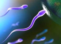 Ультразвук повышает подвижность сперматозоидов