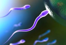 Сперматозоиды обходят третий закон Ньютона благодаря своей гибкости
