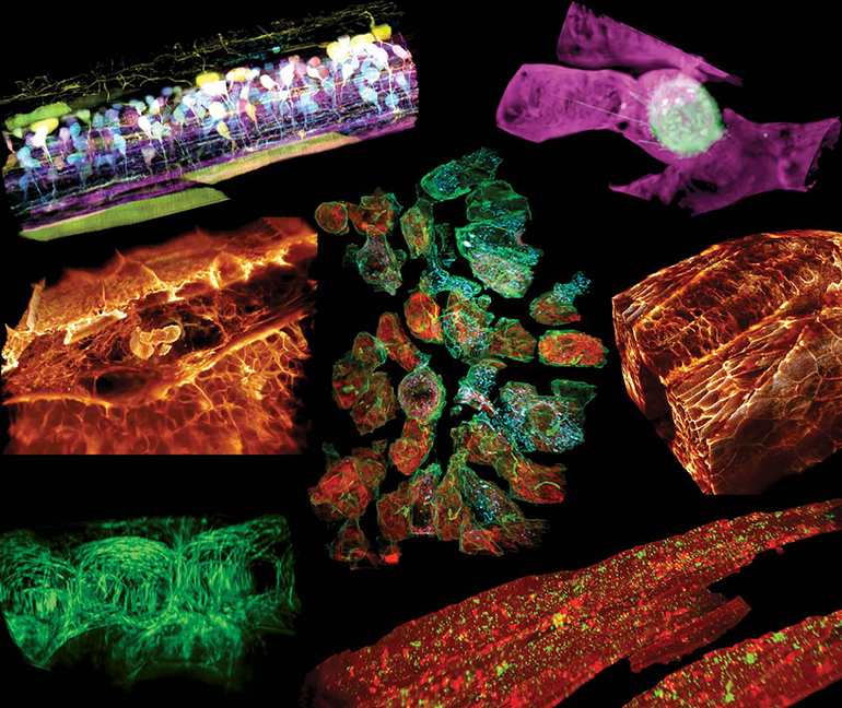 Новый микроскоп позволяет следить за живыми клетками тела в 3D