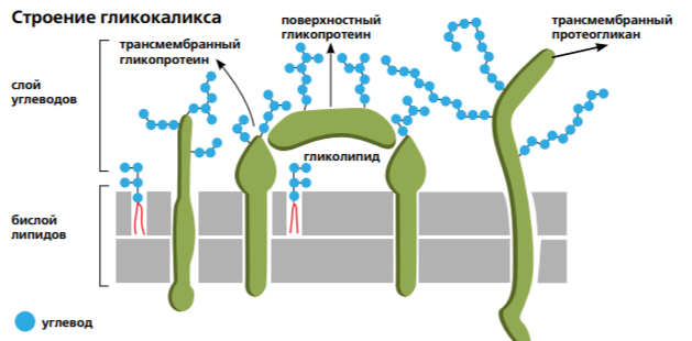 Снимок11.PNG