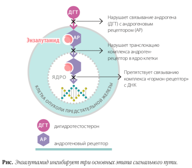 Энзалутамид