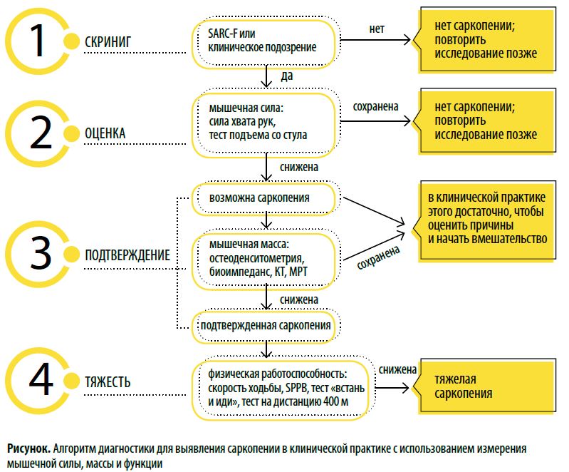 Рисунок. Алгоритм диагностики для выявления саркопении в клинической практике с использованием измерениямышечной силы, массы и функции